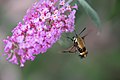 Hemaris diffinis hovering at Buddleja