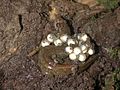 Northern dusky salamander (Desmognathus fuscus), typical egg clutch