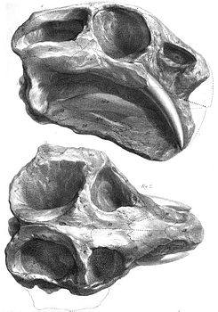 Череп Dicynodon lacerticeps