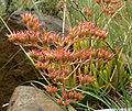 Dudleya viscida