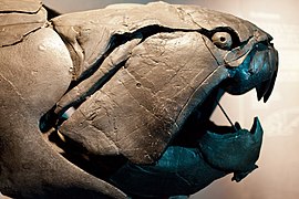 Côté droit d'un crâne de Dunkleosteus.