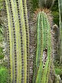 Echinopsis terscheckii