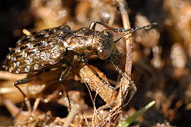 Тинник прибрежный (Elaphrus riparius)