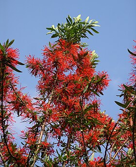 Embothrium coccineum