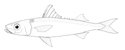 Rusovaeltaja (Emmelichthys nitidus)