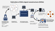 The process of fabricating DNA Origami