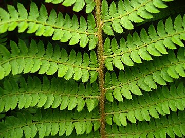 Fern rachis with alternating 'pinnae', rachillae with attached leaflets