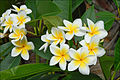 Red Jasmine, Provincial flower of Goa