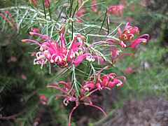 Cultivar 'Scarlet Spirit'.