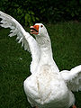 Domestic geese have been used for centuries as watch animals and guards, and are among the most aggressive of all poultry.