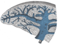 Cross-section of the spleen, showing the splenic vein and its tributaries.