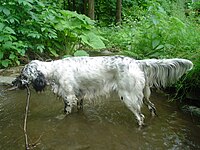 An English Setter's tail has long feathering.