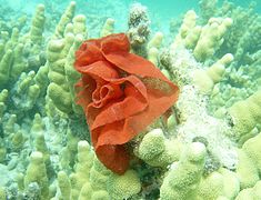 Puesta de huevos de Hexabranchus sanguineus en el noroeste de las islas Hawái.