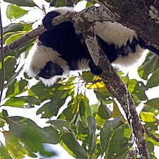 Hill's ruffed lemur male urinating Varecia variegata editorum