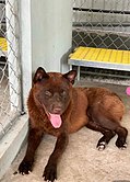 Hmong bobtail dog