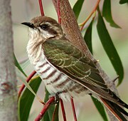 Chrysococcyx basalis