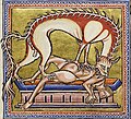 Folio 11 Verso - Hyena (Detail)