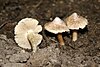 Three stout, brown mushrooms with prominent umbos and a white substance on the cap growing from soil. One is lying down, revealing the gills.