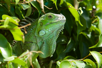 Iguane vert