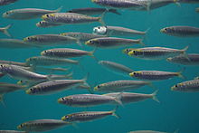 A swimming school of Sardinops sagax