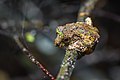 Kurixalus bisacculus (camouflage as moss) — Phu Kradueng National Park