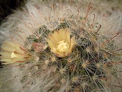 Description de l'image Mammillaria bocasana 03 ies.jpg.