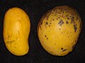 Ataulfo (izquierda) comparado a un mango Haden Asit (derecha).