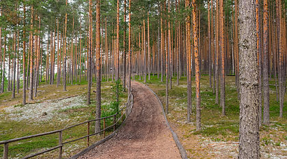 Floresta da espécie pinheiro-da-escócia na Reserva Meenikunno, Estônia (definição 3 200 × 1 778)