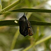 Début de l'émergence (sortie de la chrysalide).