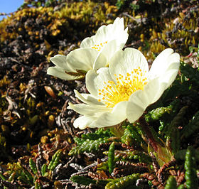 Flor de Dryas octopetala