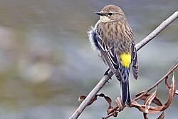 Yellow-rumped warbler