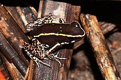 Description de l'image Phyllobates lugubris.jpg.