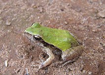 Physalaemus cuvieri apresentando coloração esverdeada