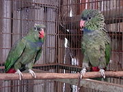 A green parrot with a violet collar, a black mark in front of their eyes above the beak, and a red underside of the tail