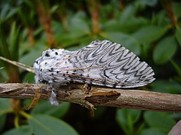 Міль Cerura vinula, вид збоку