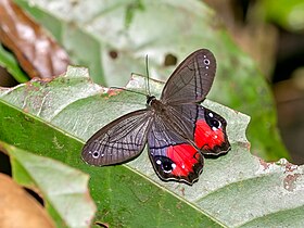 P. helvina pousada, na Costa Rica.