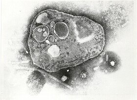 Vírus da peste bovina (família: Paramyxoviridae)