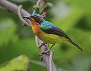 sunbird with orange breast, yellow belly, black wings, and metallic green back