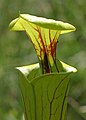 Pitcher mouth with operculum