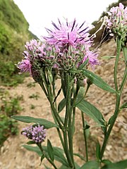 頭花は長さ5-30mmの柄で散房状に密につく。総苞片の先端に付属体がつく。