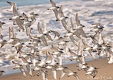 A flock of around fifty snowy plovers flying low over a beach, showing their undersides