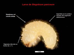 Une larve de Stegobium paniceum