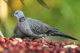 Streptopelia chinensis Tas Edit