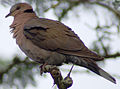 Red-eyed Dove