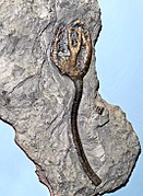 Onychocrinus (Carboniferous, United States)