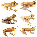 The Hypsiboas calcaratus–fasciatus species complex contains at least six species of treefrog.