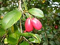 Syzygium australe