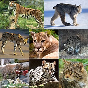 Clockwise from top left: tiger (Panthera tigris), Canadian lynx (Lynx canadensis), cougar (Puma concolor), cheetah (Acinonyx jubatus), wildcat (Felis silvestris), serval (Leptailurus serval), caracal (Caracal caracal) and ocelot (Leopardus pardalis).