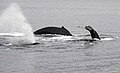 Humpback whales in Alaska