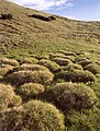 I tumuli di erba in prossimità della pozza d'abbeverata a monte Tombea